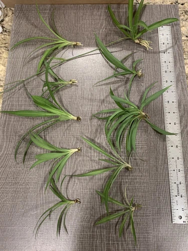 spider plant air roots Spider Plant Cuttings - 10 Ready to Root Green Plants - Cleans Indoor Air