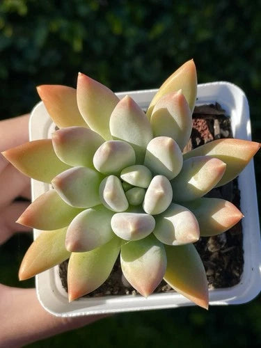 Rare Succulent 2.75-Inch Pachyphytum 'Moon Silver' Live Plant - Healthy Rooted with Powdery Pastel Foliage