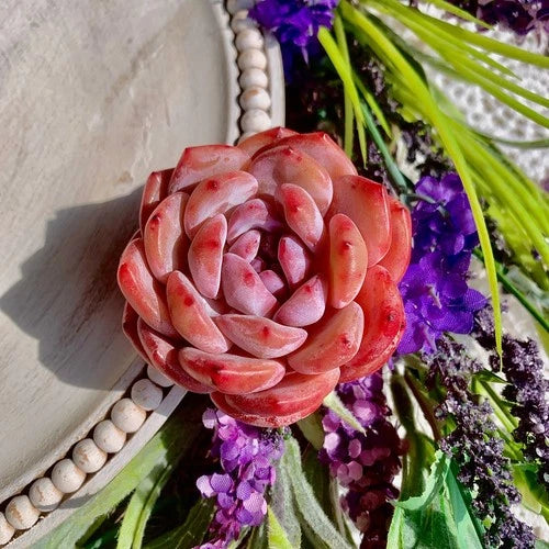 Echeveria Orange Monroe Succulent Plant - Bare Root Easy Care Live -  Echeveria 'Orange Monroe'