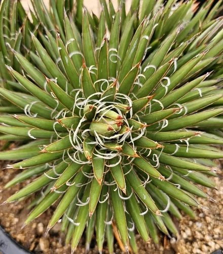 Agave Parviflora Pups, 4-6" Bare Root Plant, Cold Hardy Agave, Drought Tolerant, USA Native Agave for Indoor/Outdoor Use