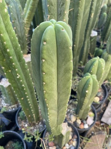 Echinopsis Cactus Cutting 16in 'Scop X Bertha' Live Plant