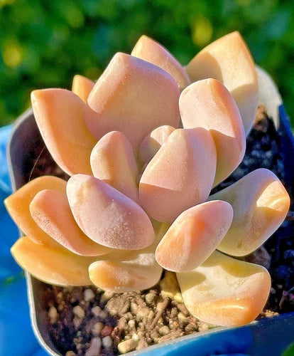 succulent with pink and orange flowers Rare Graptophytum Supreme Succulent Baby Plant 1.5-Inch - Orange-Pink Color Under Stress