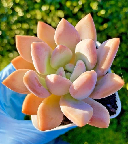 Graptoveria Opalina Succulent 2.75-Inch Rare Live Plant
