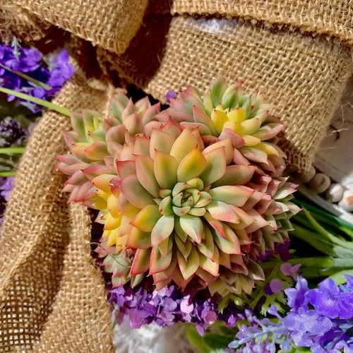 mebina succulent Live Succulent Echeveria Mebina Variegata
