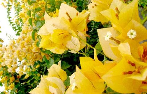 Well Rooted Bougainvillea Starter Plant - Gold Variety - Tropical Flowering Plant (Bougainvillea spp.)