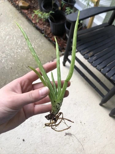 Aloe Vera Plant 7-8" Bare Root Edible Medicinal Herb (Aloe Barbadensis Miller) for Home Gardening and Healing