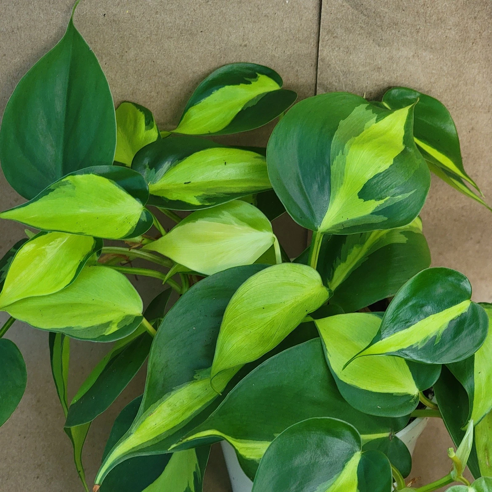 philodendron hederaceum variegated Philodendron Brasil in 3” Pot | Variegated Philodendron Hederaceum