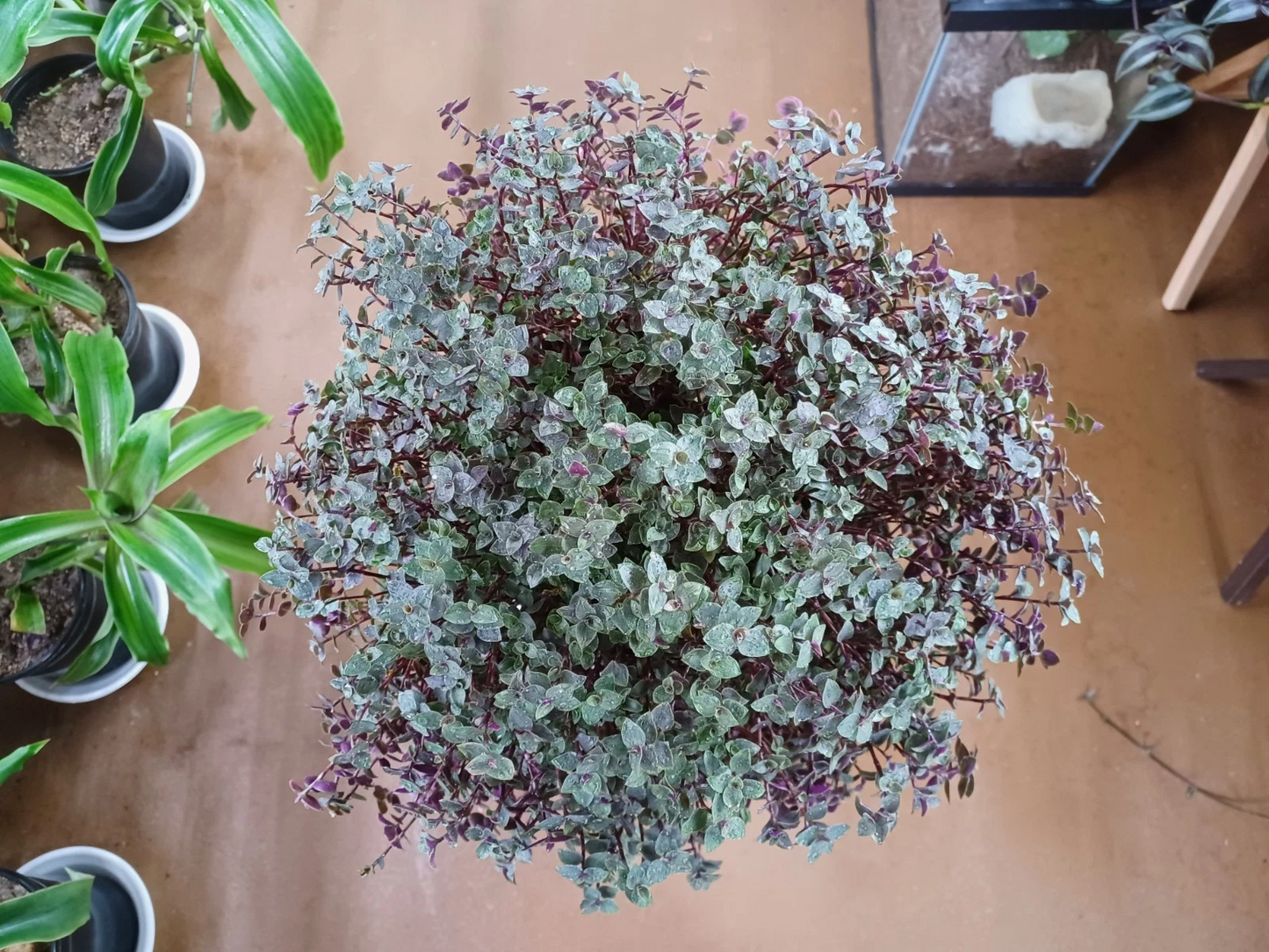 Callisia Repens Cuttings | Turtle Vine Houseplant | Fresh Wandering Jew Style Cuttings | Easy Rooting Indoor Trailing Plant