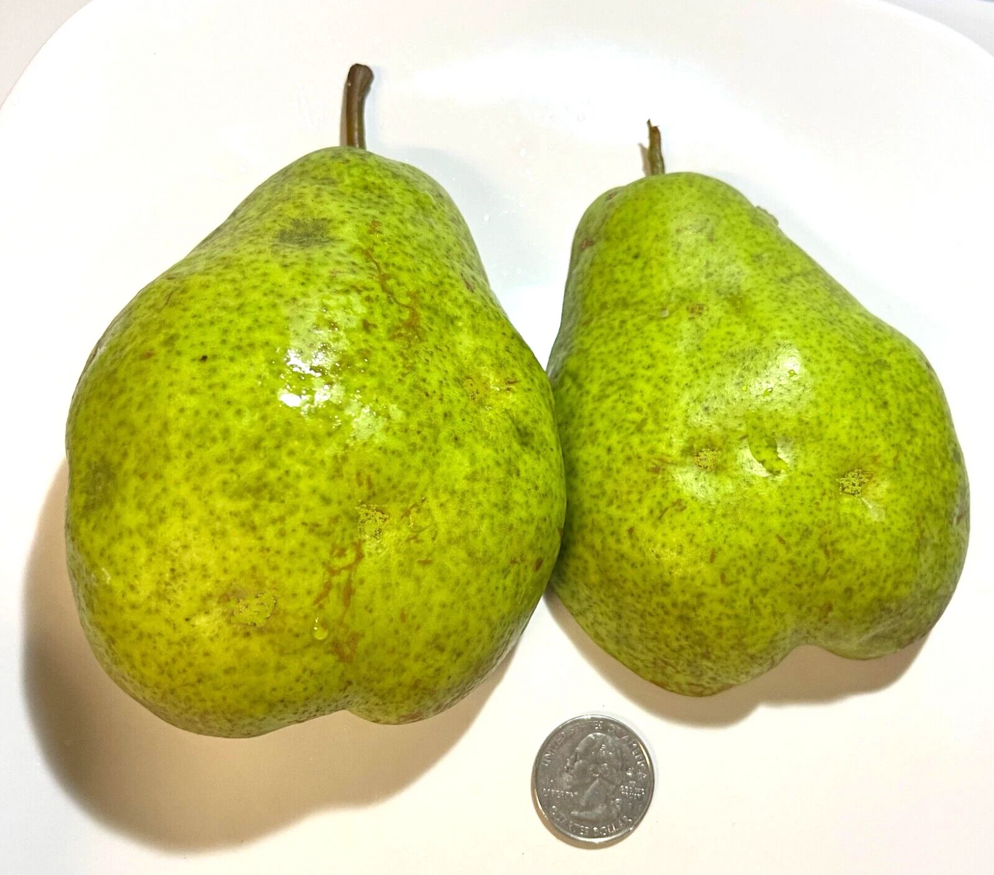 Bartlett Pear Cuttings – 6+3 Scion Wood Set, Hardy Pyrus communis Scions for Grafting, Giant Fruit Pear Variety for Orchards