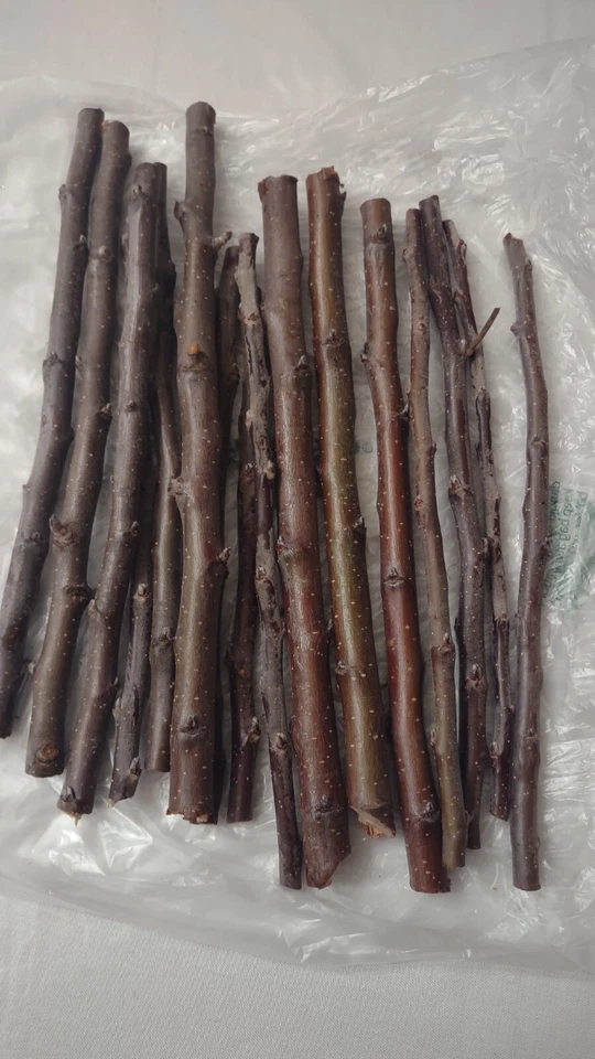 Golden Delicious Apple Tree Scions – 7 Fresh Cuttings + 1 Free – Grafting Wood for Fruit Tree Propagation