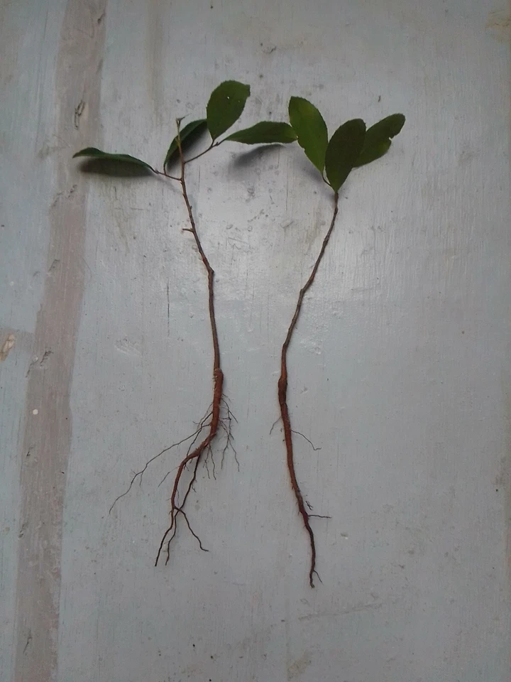 Lauren Live Oak Tree Starter Plants for Planting – 4 Rooted Quercus virginiana Evergreen Trees, 6–12 Inches