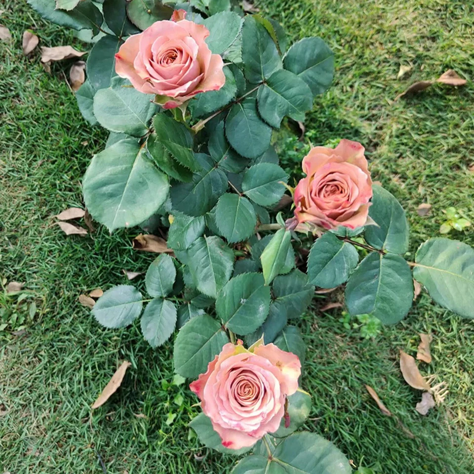 Cappuccino Rose Cuttings – 3 Unrooted Stems for Rooting or Grafting, Rare Brown-Blush Rose Variety