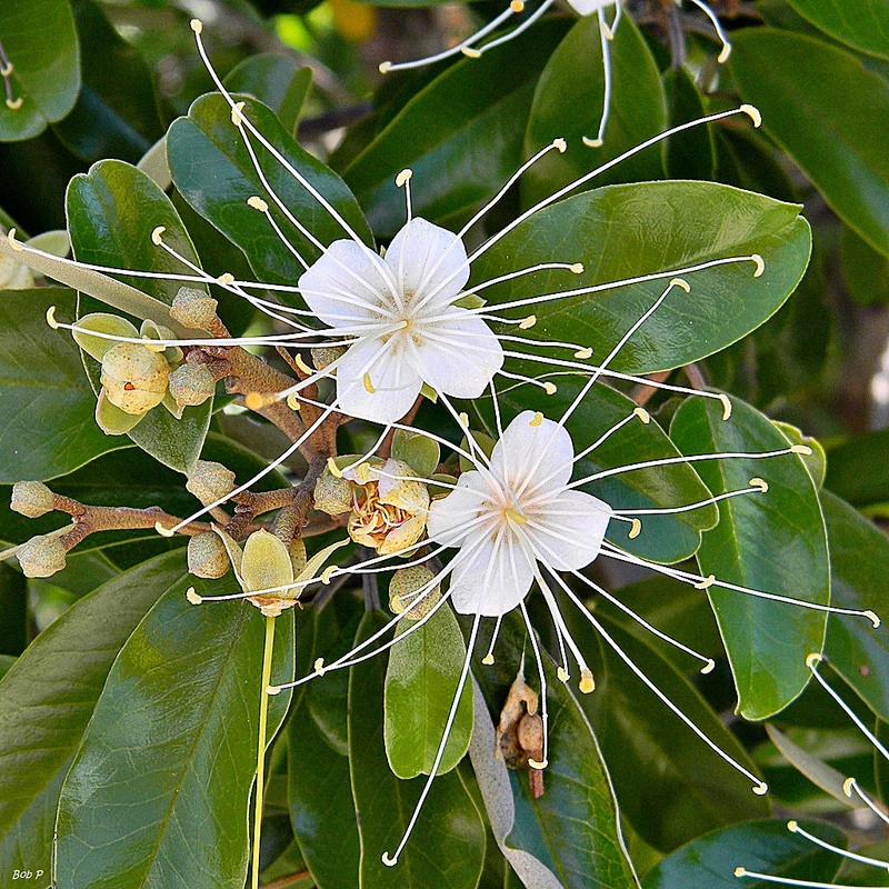 Jamaican Caper Seeds – Capparis cynophallophora – Florida Native Plant – 10 Seeds for Planting