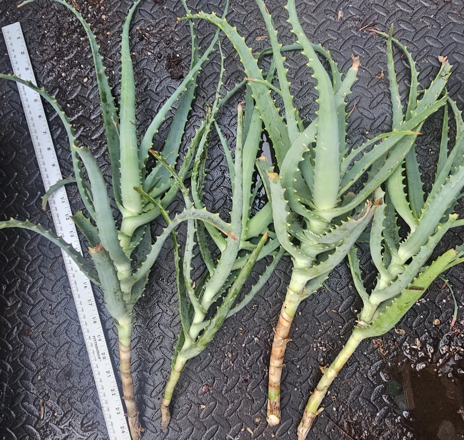 Aloe arborescens Cuttings – 4 Fresh Live Succulent Starts, Easy-Rootin –  Jayme Garden