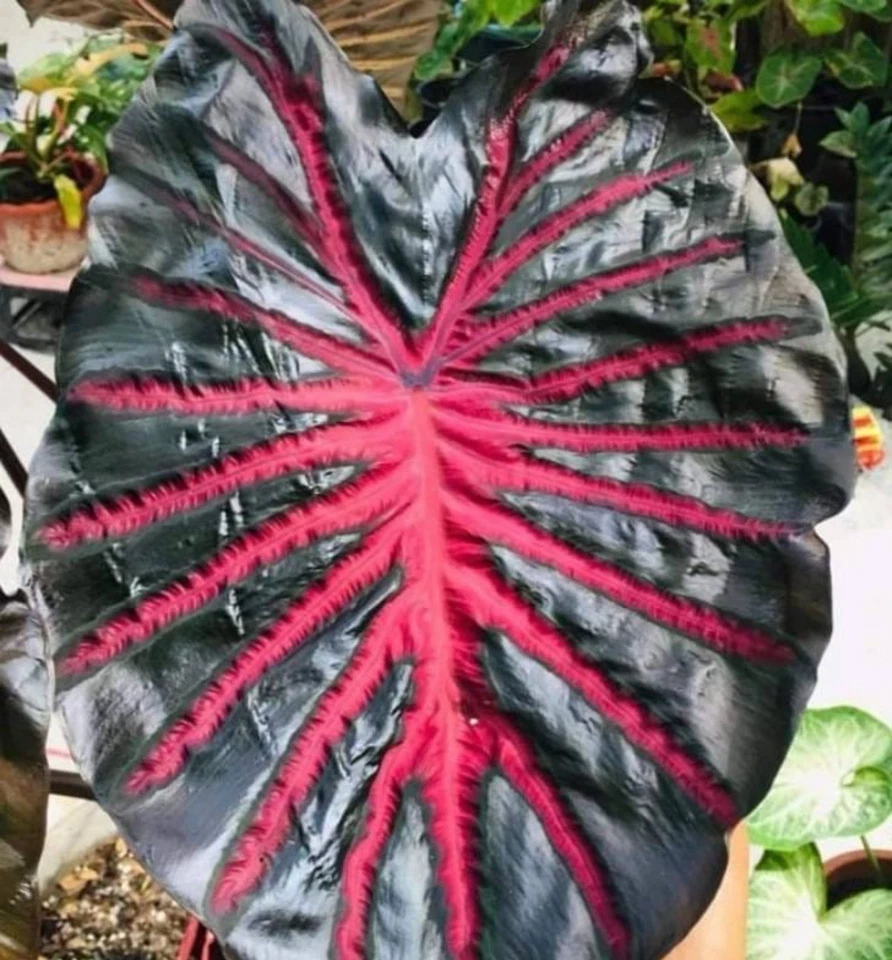Black Lava Colocasia Plant – Rooted Small Elephant Ear Starter, Live Tropical Foliage Plant for Garden & Landscape Pots