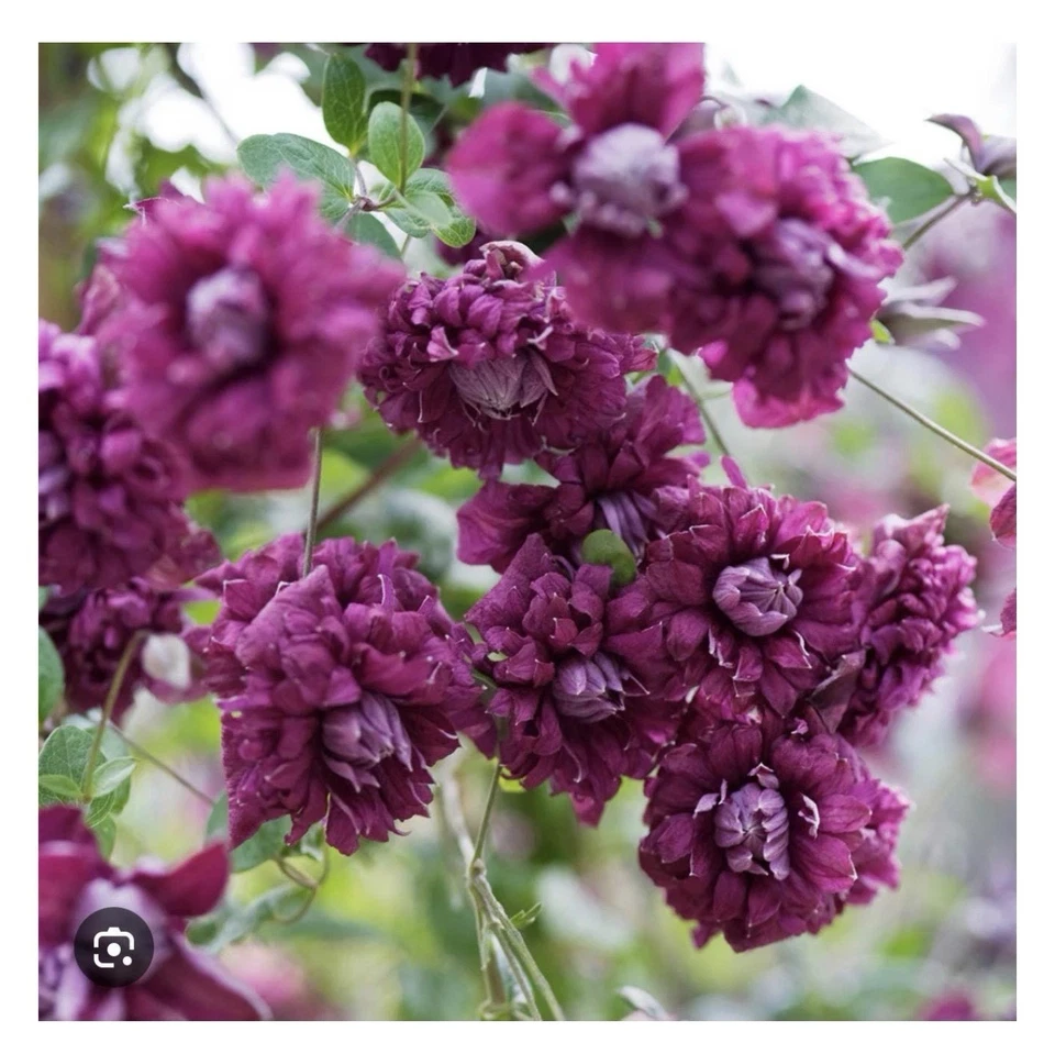 Purpurea Plena Elegans Clematis viticella Starter Plant Small Rooted Double Purple Vine