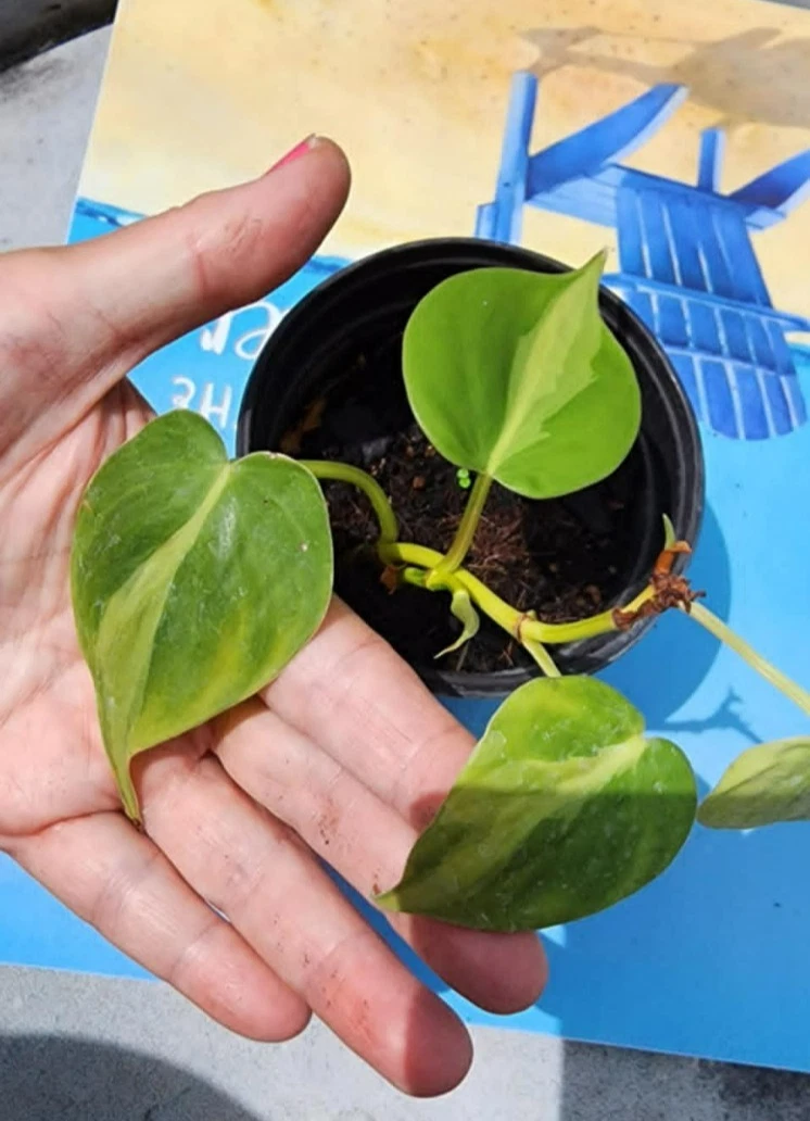 Philodendron Brasil Rooted Cuttings – 3 Heart Leaf Vine Plants, Varieg –  Jayme Garden