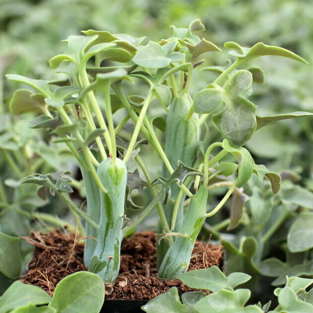 Senecio articulatus Candle Plant Cuttings 2 Count 3 Inch Succulent Stems for Propagation