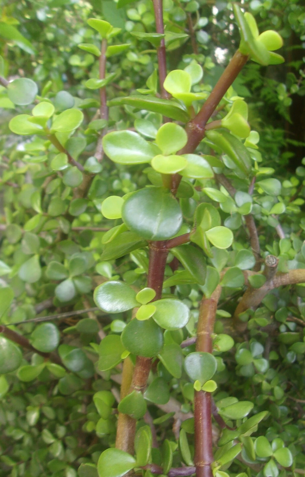 Elephant Jade Bush Cuttings – Portulacaria afra – 3 Fresh 5–6 Inch Succulent Cuttings for Propagation