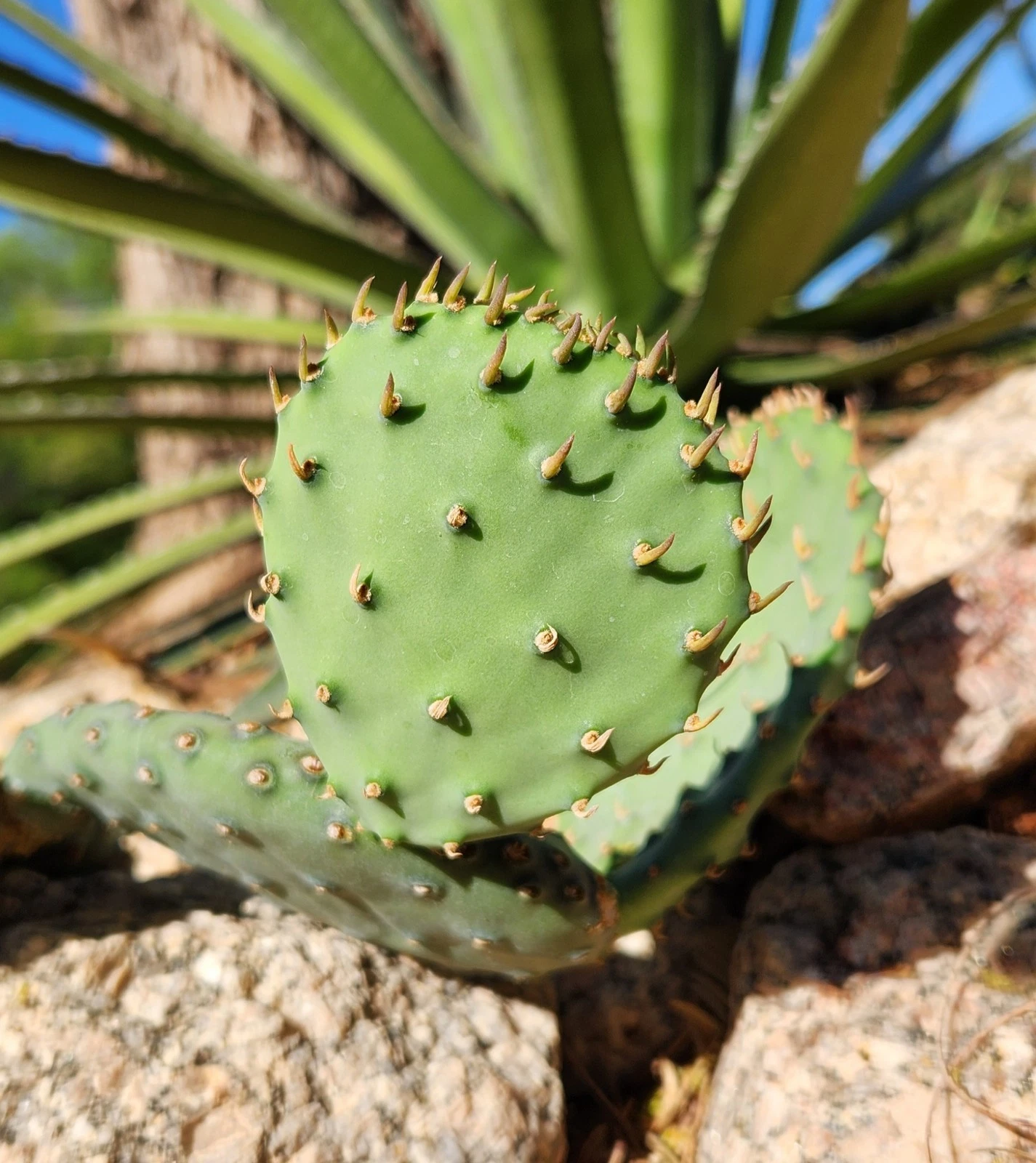 prickly pear cactus minnesota Opuntia macrorhiza Plains Prickly Pear – 1 Fresh Cactus Pad Cutting, C – Jayme Garden