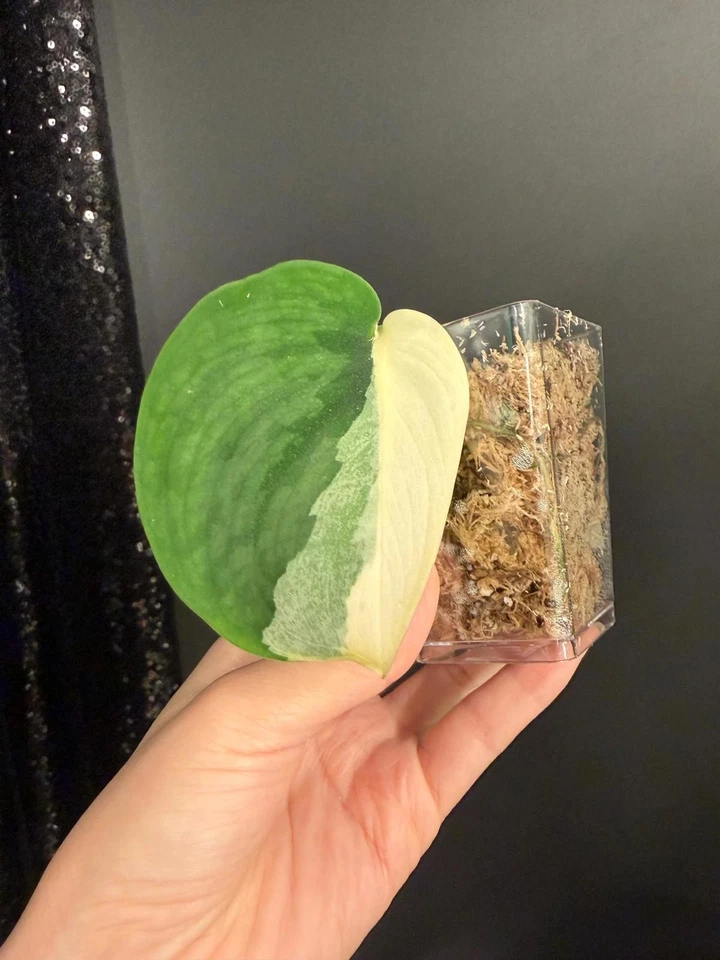 Scindapsus JunJung Buih Rooted Cutting JJB Half Moon Variegated Plant