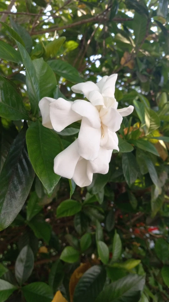 Florida Gardenia Cape Jasmine Cuttings for Planting – 10 Fresh Stems, –  Jayme Garden