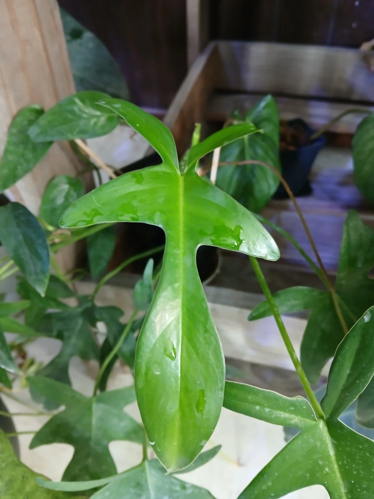 Philodendron 'Glad Hands' Cuttings – 5 Unrooted Aroid Cuttings – Tropi –  Jayme Garden