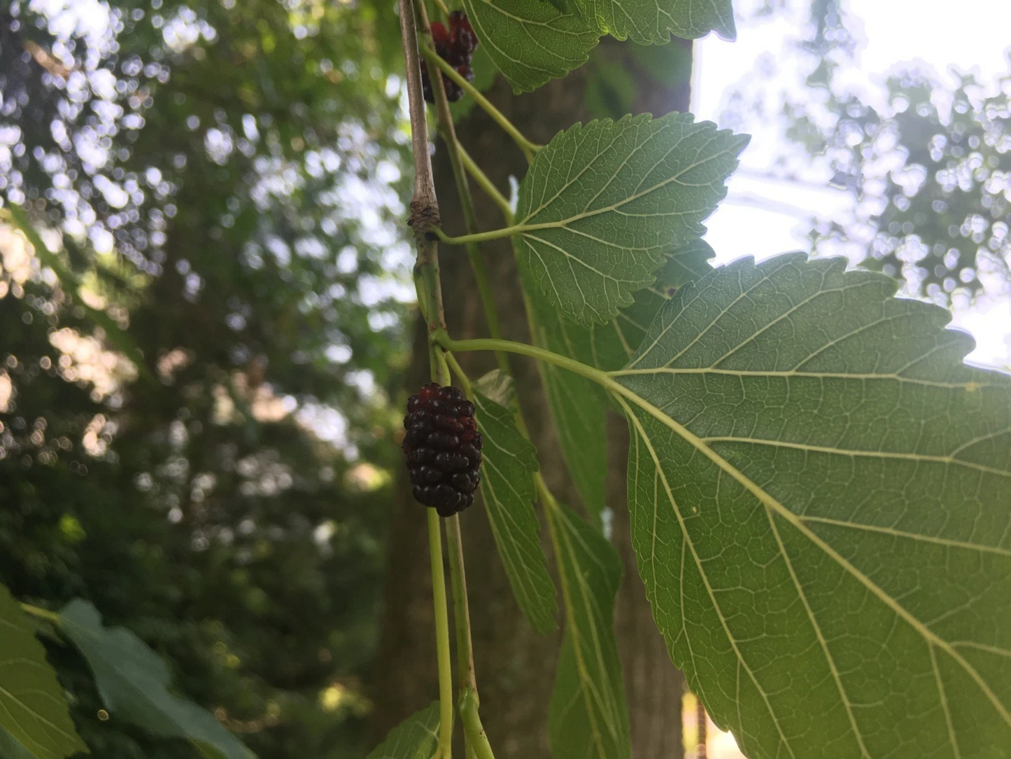 Mulberry Hardwood Cuttings – 15 Live Morus Cuttings 5–10 Inches Long for Propagation and Planting