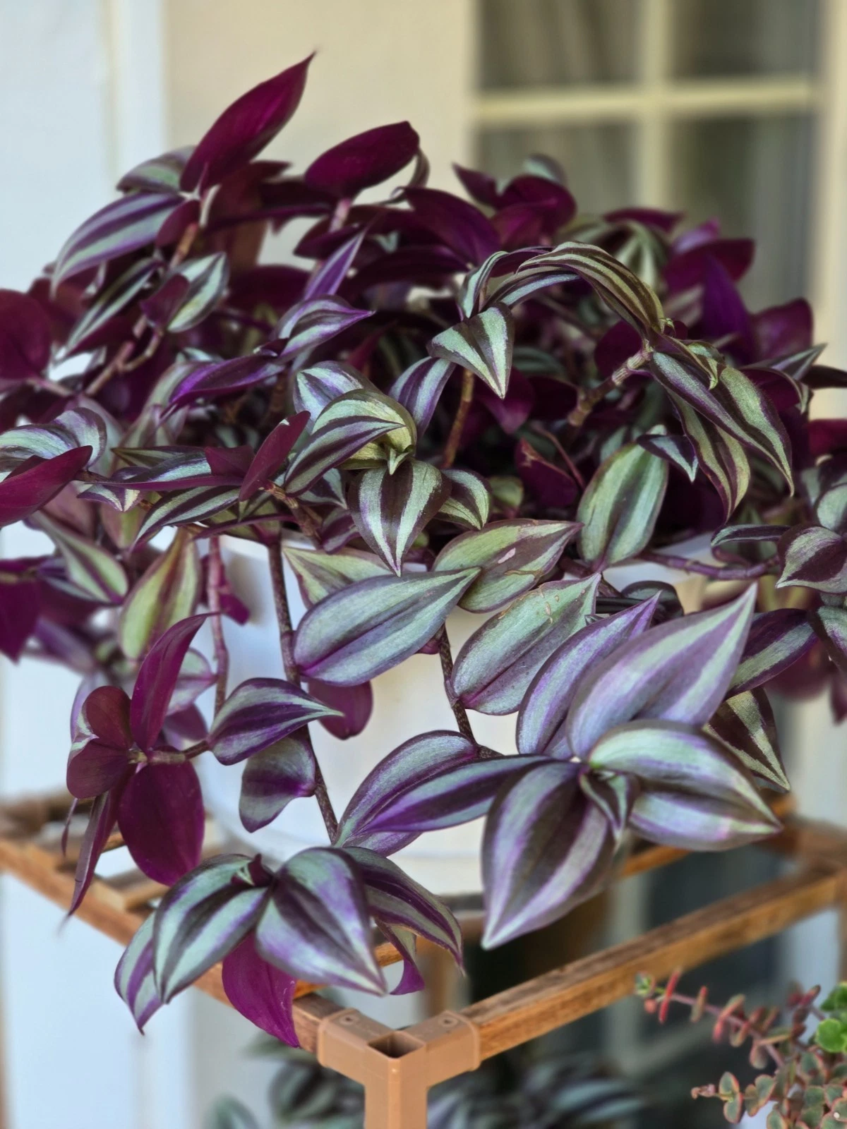 12+ Tradescantia Zebrina Purple 12+ Tradescantia Zebrina Purple