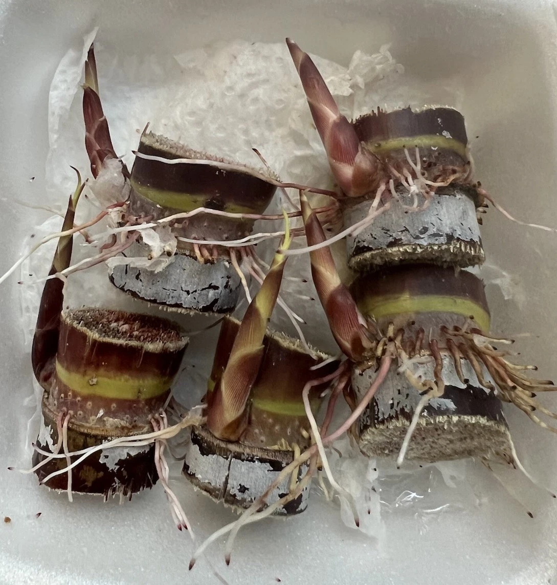 Dark Purple Sugarcane – 5 Rooted Cuttings Ready to Plant – Live Sugar Cane Starter Stalks for Garden Growing