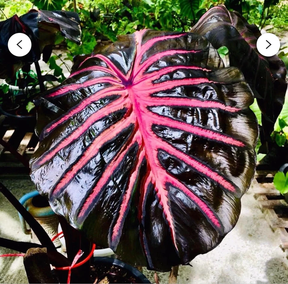 Black Lava Colocasia Plant – Rooted Small Elephant Ear Starter, Live Taro Variety for Tropical Gardens & Landscape Pots