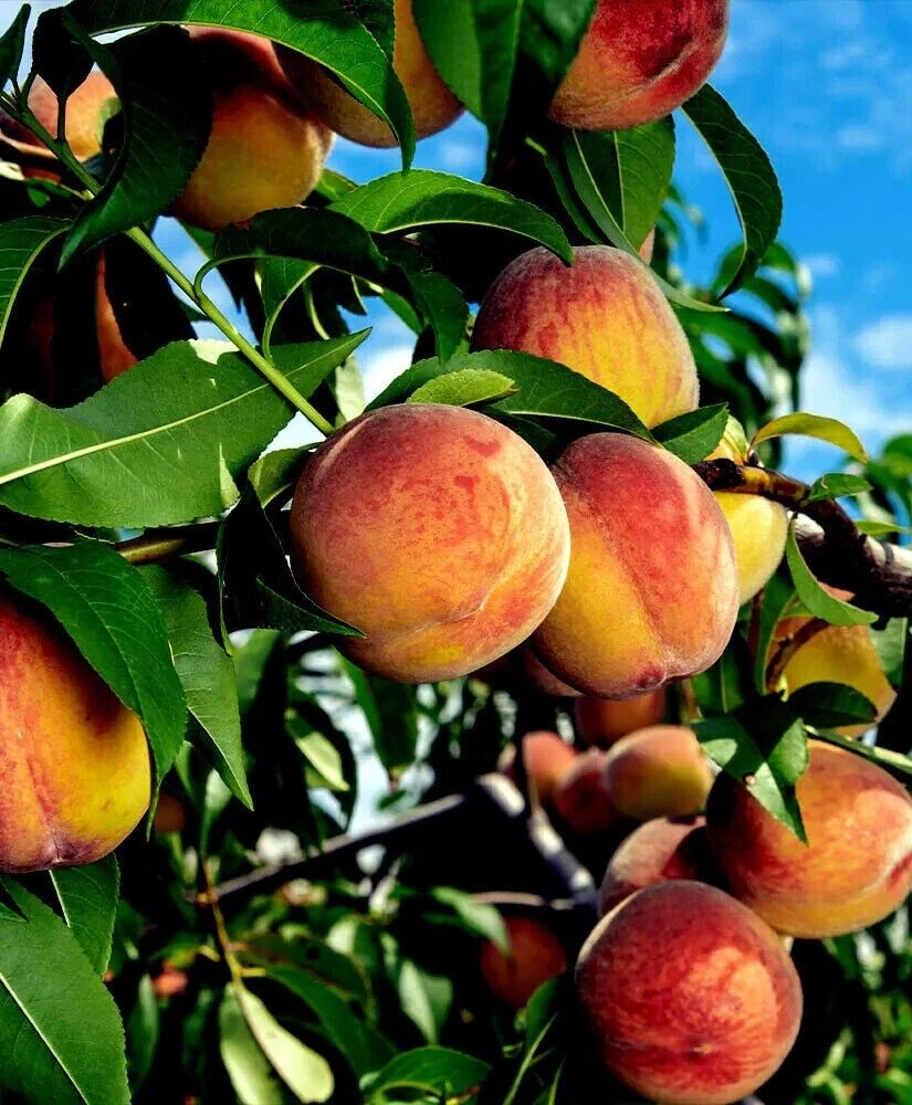 6 Fresh Yellow Peach Tree Cuttings – Unrooted 6–8 Inch Stems – Prunus persica Propagation Cuttings