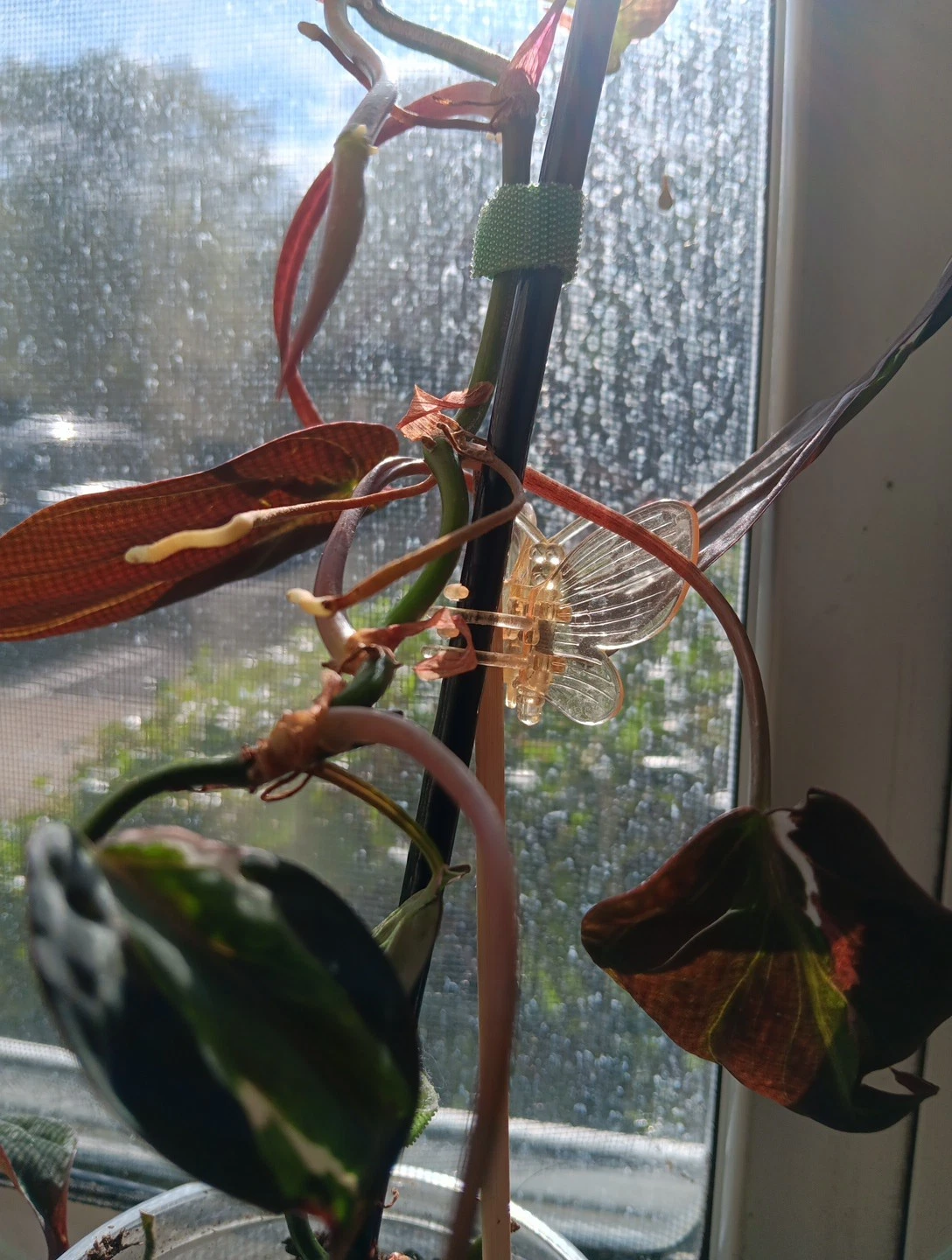 philodendron micans halo variegated Philodendron Micans Variegated Velvet Halo Cutting – 2 Node Unrooted A – Jayme Garden