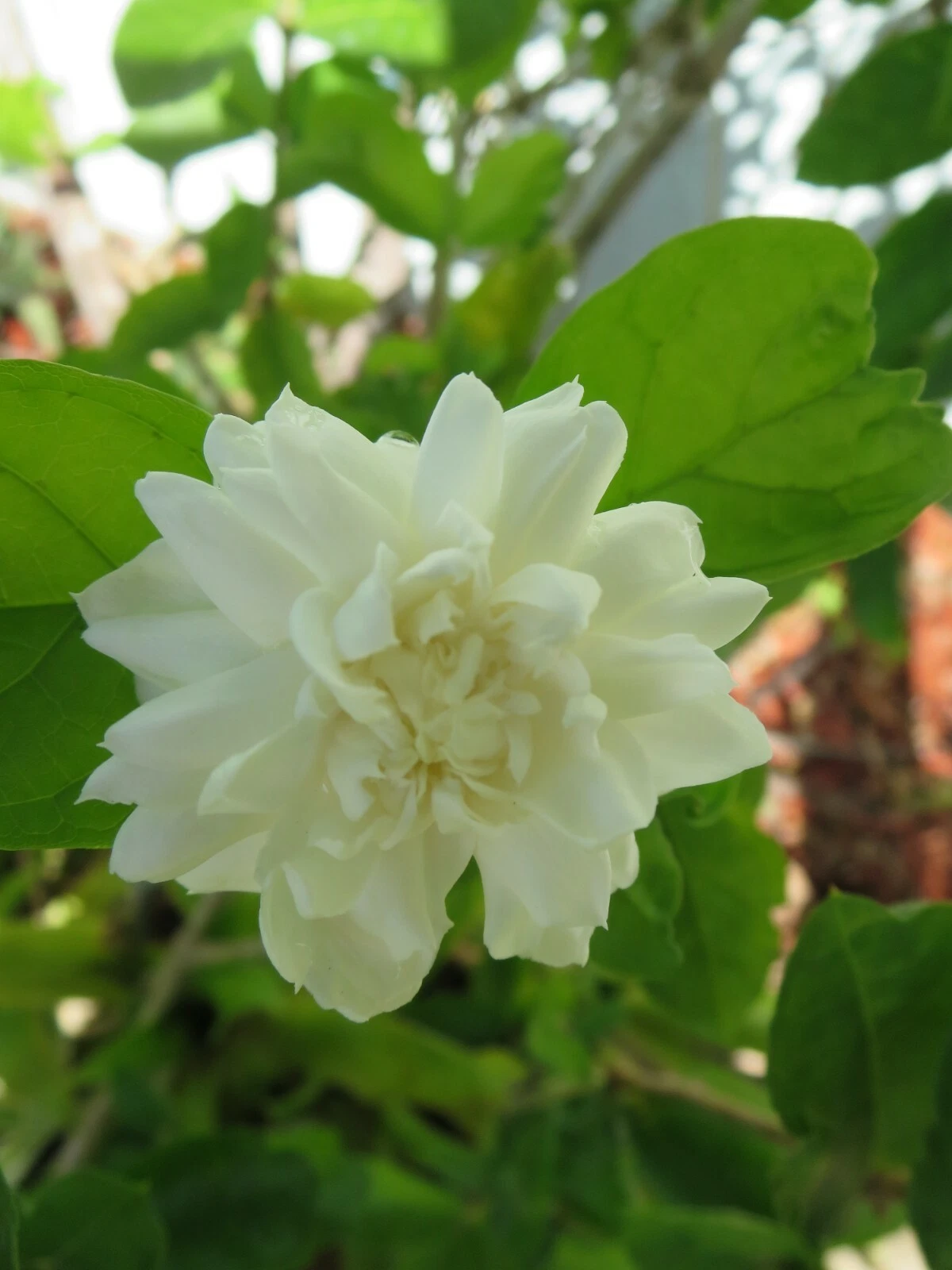 Grand Duke of Tuscany Jasmine Cuttings – 3 Fresh Unrooted Jasminum sambac Cuttings for Rooting, Flowering Plant