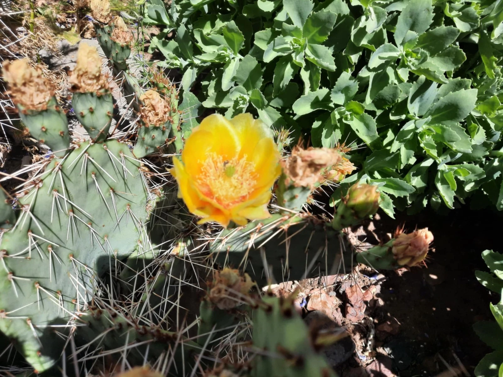 live prickly pear cactus Opuntia Phaeacantha Prickly Pear Cactus for Planting – Live Desert Cac –  Jayme Garden