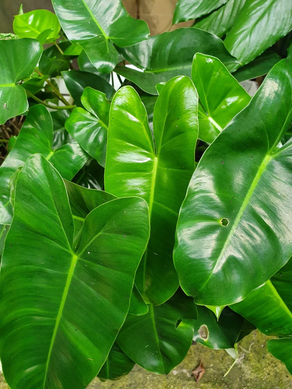 philodendron burle marx cutting Philodendron 'Burle Marx' Cutting – 5–7" Live Tropical Starter Plant, –  Jayme Garden