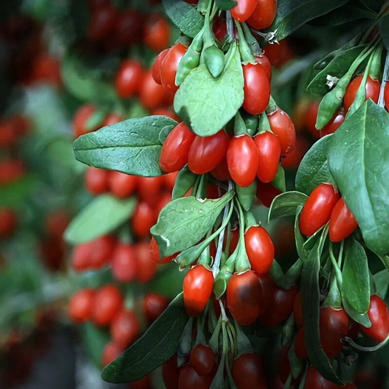 Organic Goji Berry Cuttings – 20 Fresh Unrooted Cuttings From Mature P ...