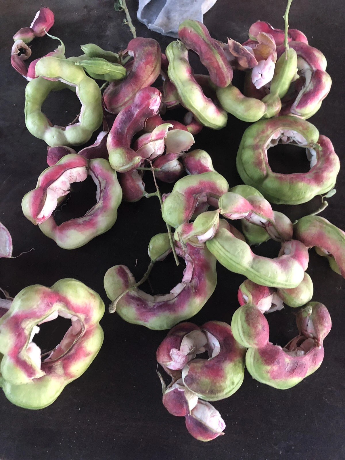 tamarind seeds for planting Manila Tamarind Madras Thorn Seeds – Pithecellobium dulce – 20 Seeds f –  Jayme Garden