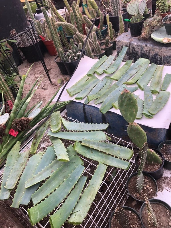 Aloe arborescens Leaves 14 oz – Fresh Cut from Mature 10-Year Plant | Raw Whole Leaves