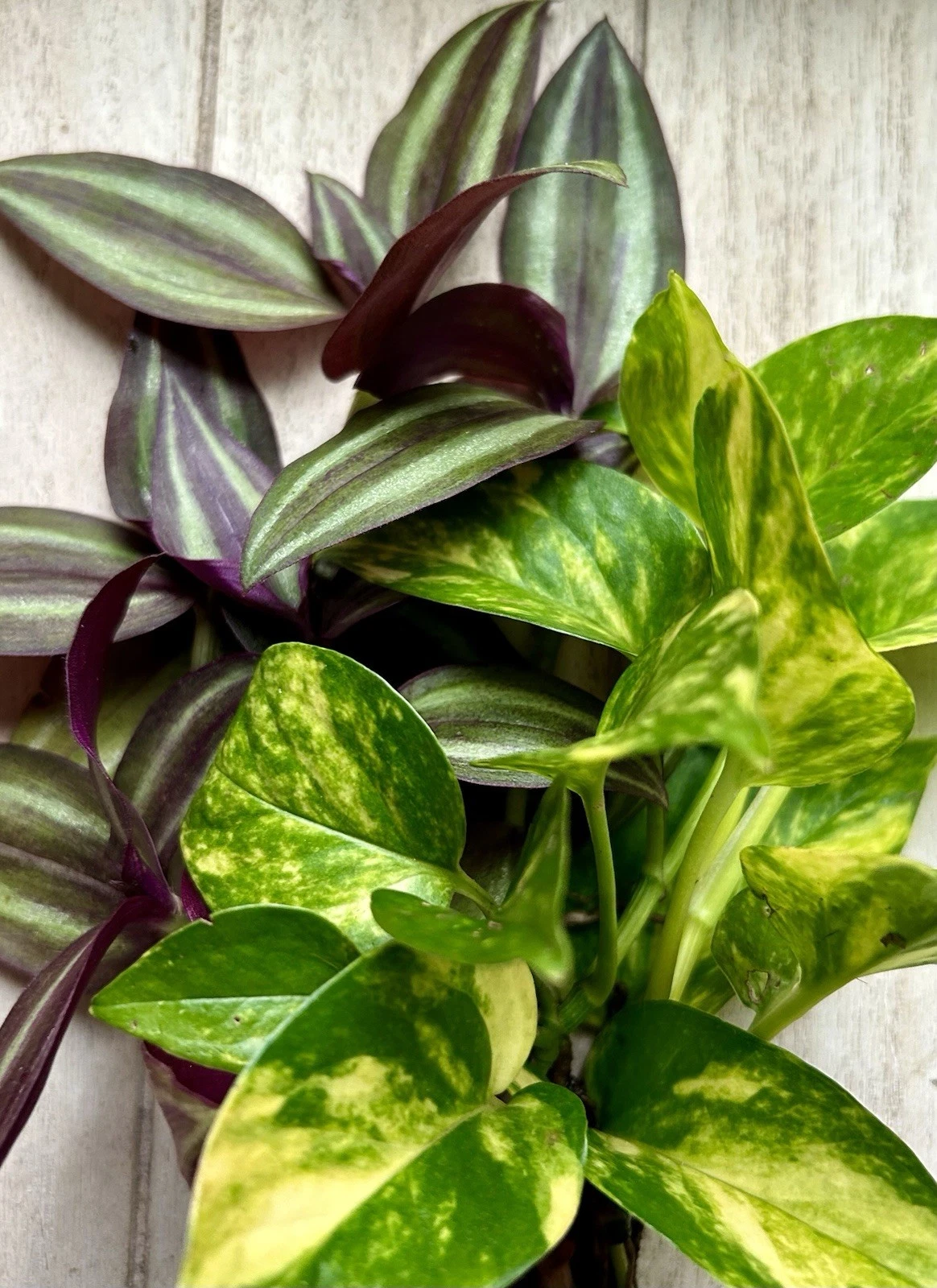 pothos mix 20 Rooted Houseplant Cuttings – Pothos & Tradescantia Zebrina Mix, Eas –  Jayme Garden