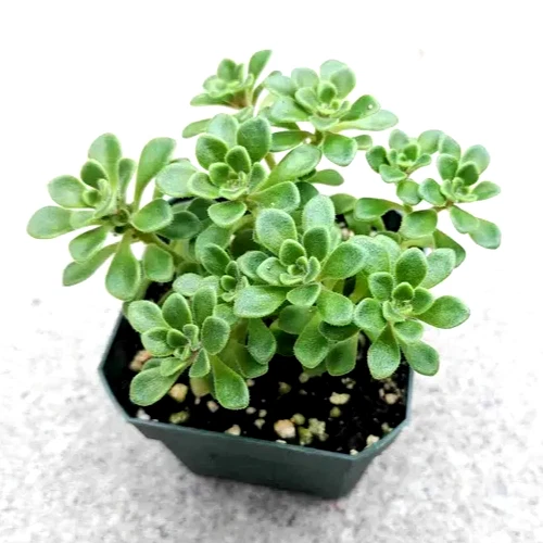 irish succulent Aeonium Irish Bouquet – Live 2” Aeonium lindleyi var. viscatum Succule –  Jayme Garden