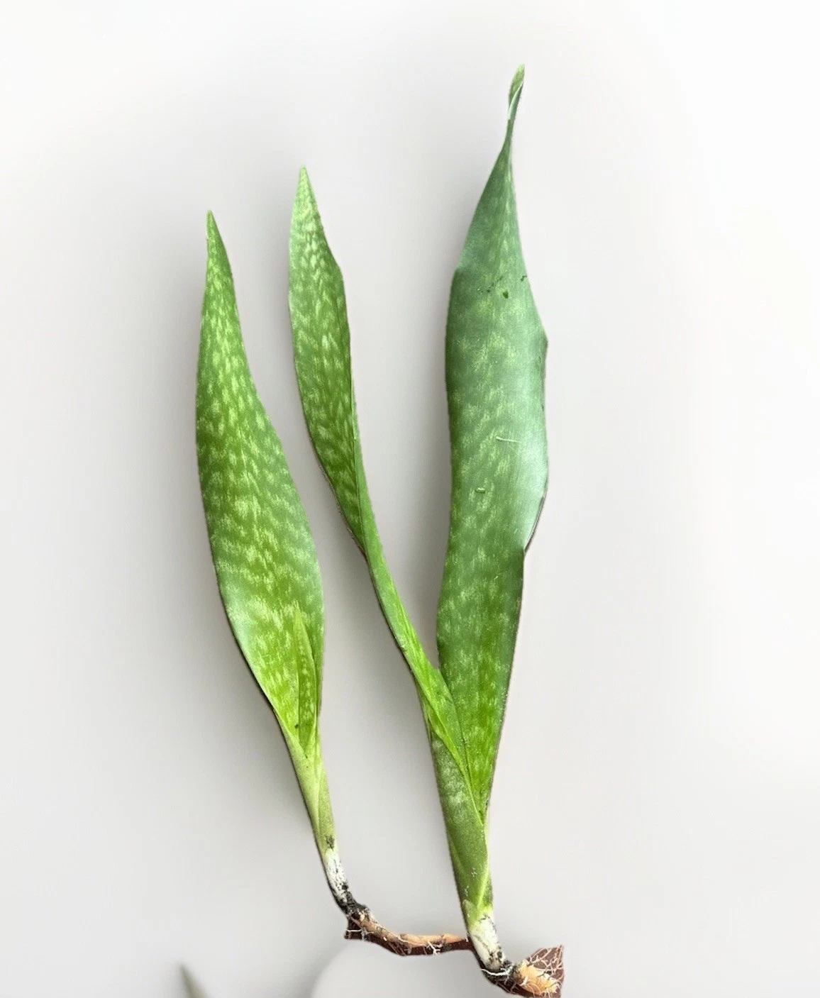 dracaena trifasciata buy Snake Plant Rooted Set – Sansevieria Dracaena Trifasciata Starter Plan –  Jayme Garden
