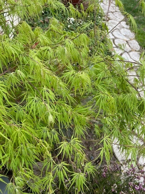 Japanese Dwarf Maple Tree Cuttings – 6 Fresh 6-Inch Cuttings for Rooting and Grafting