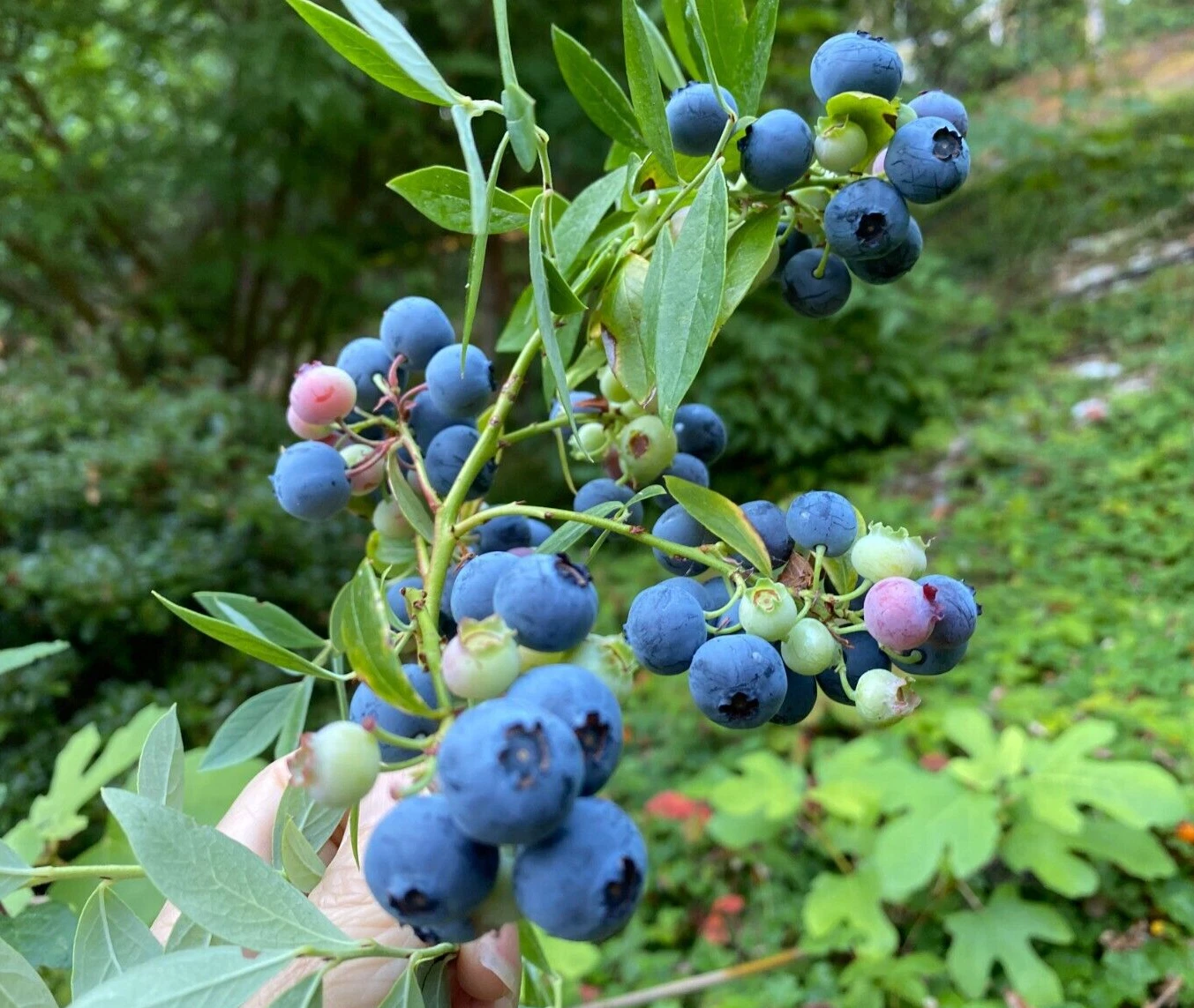 evergreen fruit plants Evergreen Blueberry Plant Cuttings – 4 Unrooted Vaccinium Cuttings – F –  Jayme Garden