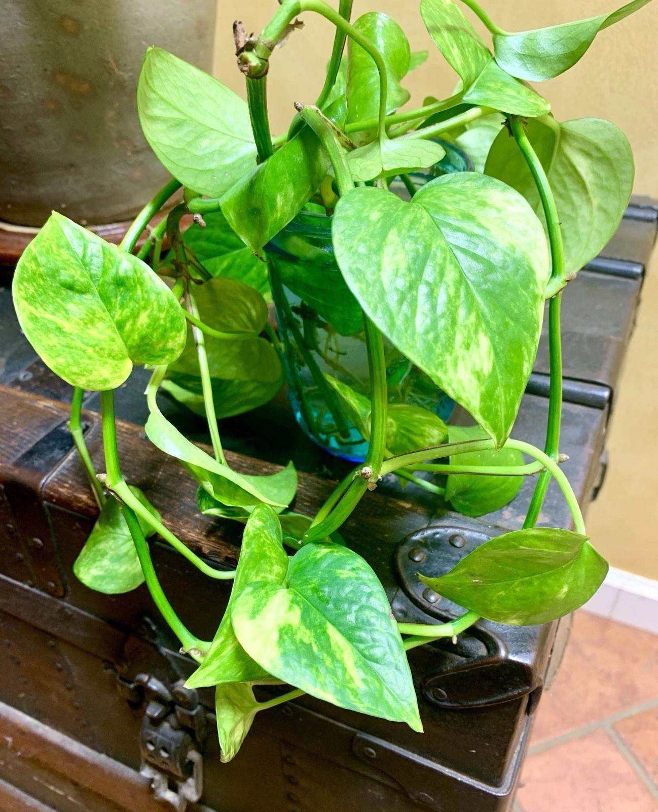 golden pothos clipping Golden Pothos Cuttings – 2 Live Epipremnum Aureum Unrooted Cuttings, 4 – Jayme Garden