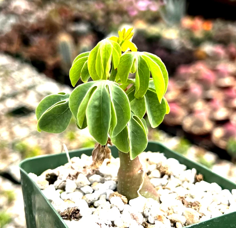climbing succulents Adenia glauca – Rare Succulent Caudex Plant in 3.5" Pot