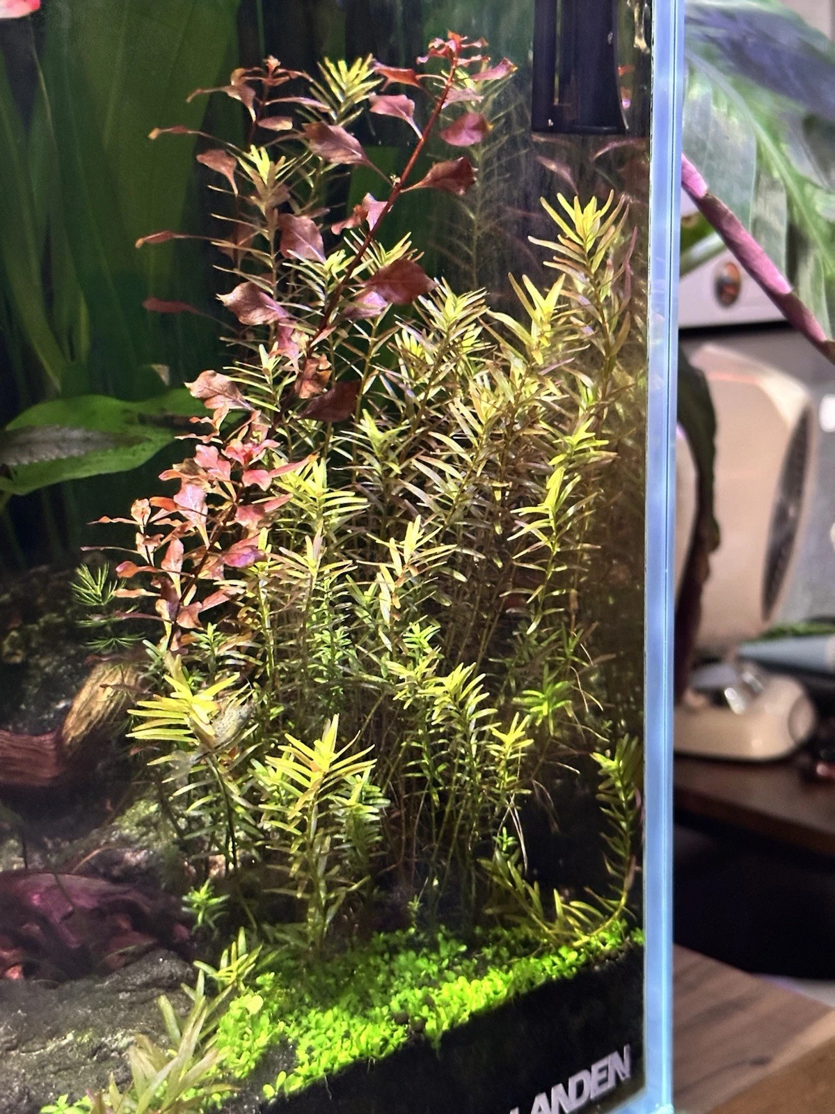Rotala rotundifolia Live Aquatic Plant – 10+ Fresh 4–6” Stem Cuttings + 2 Bonus Plants for Aquarium Aquascaping