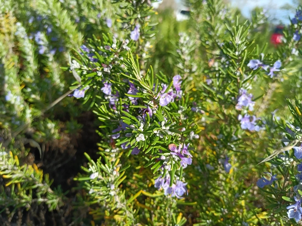 Organic Rosemary Cuttings 12pcs | Live 10” Herb Stems | Fresh USA-Grown Rosemary for Planting | Fast Rooting Culinary Herb