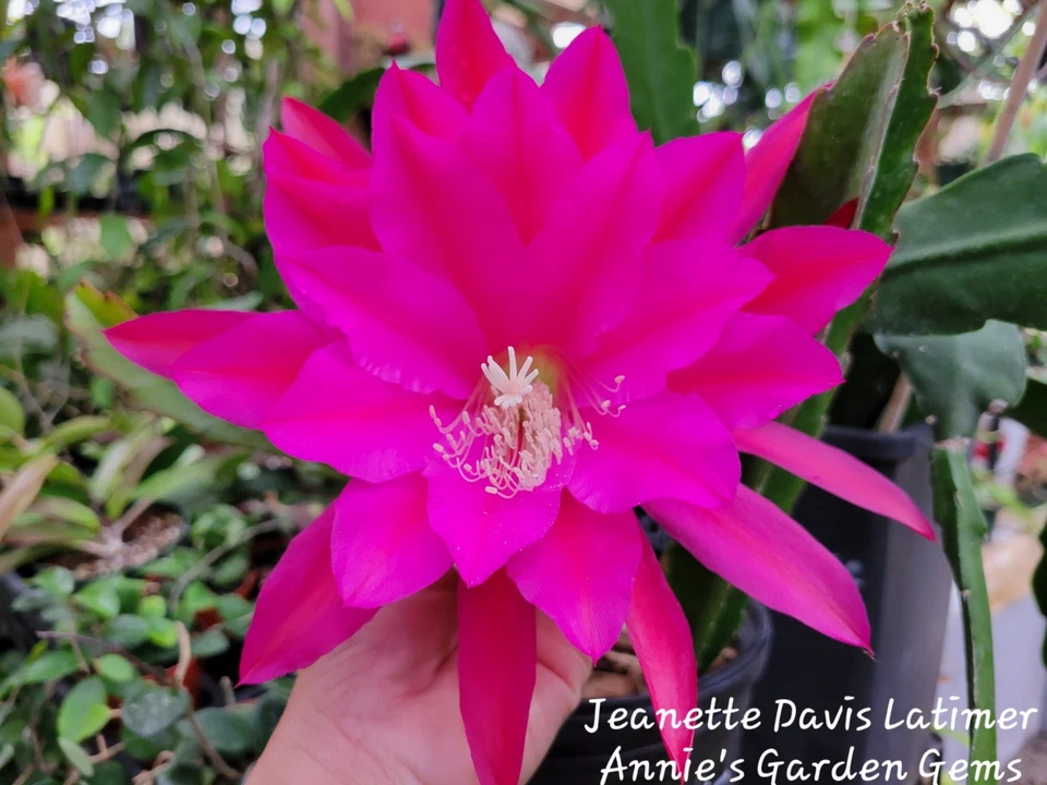 Epiphyllum Jeanette Davis Latimer Orchid Cactus Cuttings – Unrooted 8– –  Jayme Garden