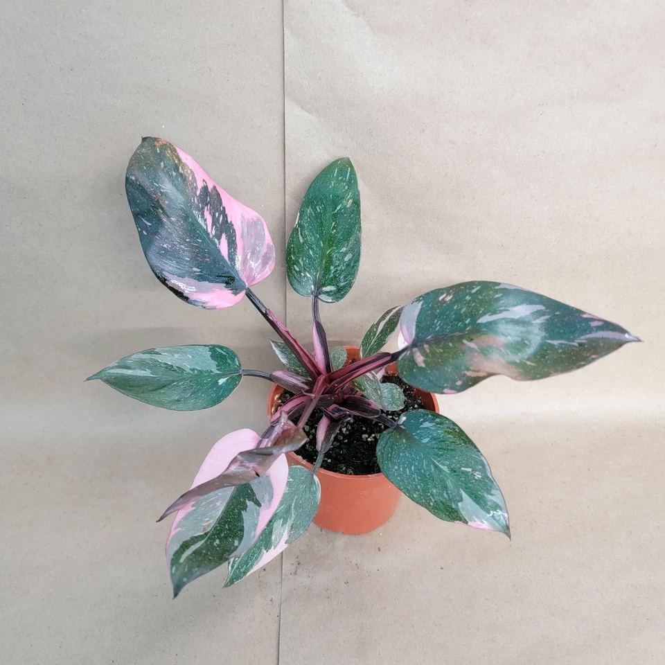 Philodendron Pink Princess Marble Galaxy – Live Aroid Plant in 4 Inch Pot, Variegated Indoor Houseplant